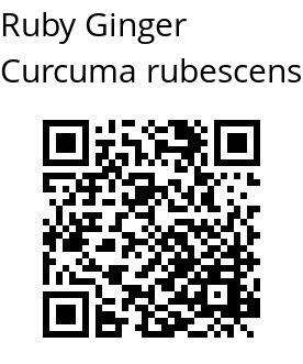 Curcuma rubescens - Ruby Ginger